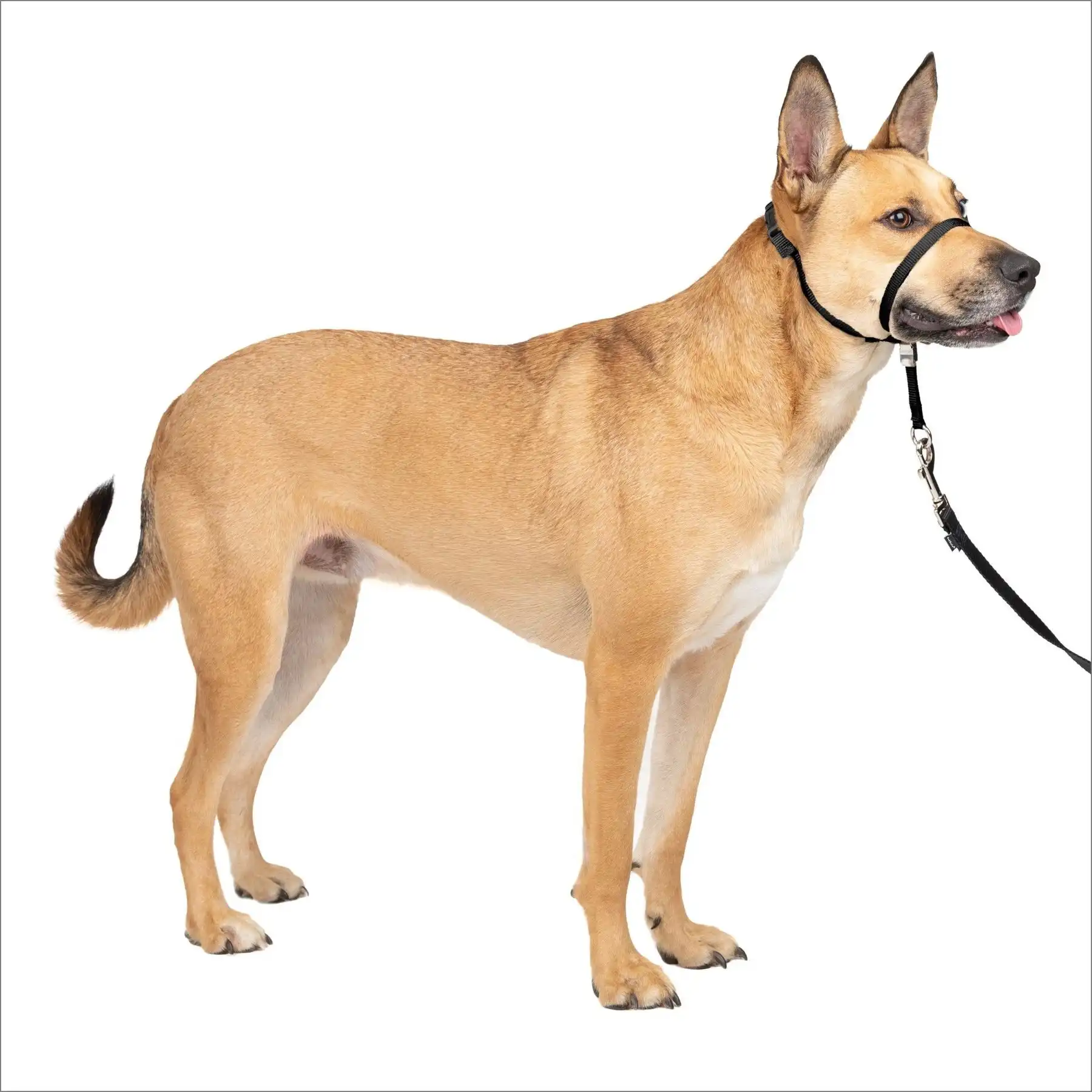 PetSafe Gentle Leader