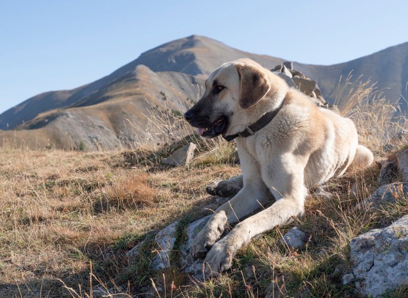 Anatolian Shepherd with Rear Dewclaws