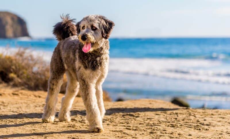 best aussiedoodle dog food