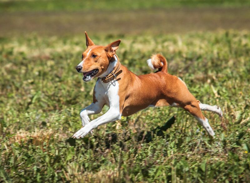 Basenji with Rear Dewclaws