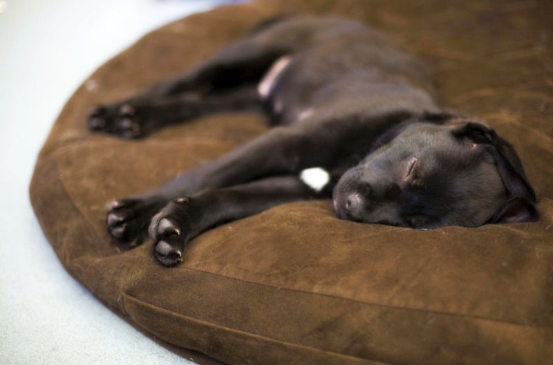 Beds for Puppies