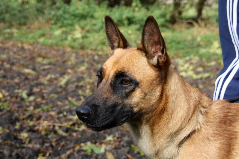 Belgian malinois are shepherds