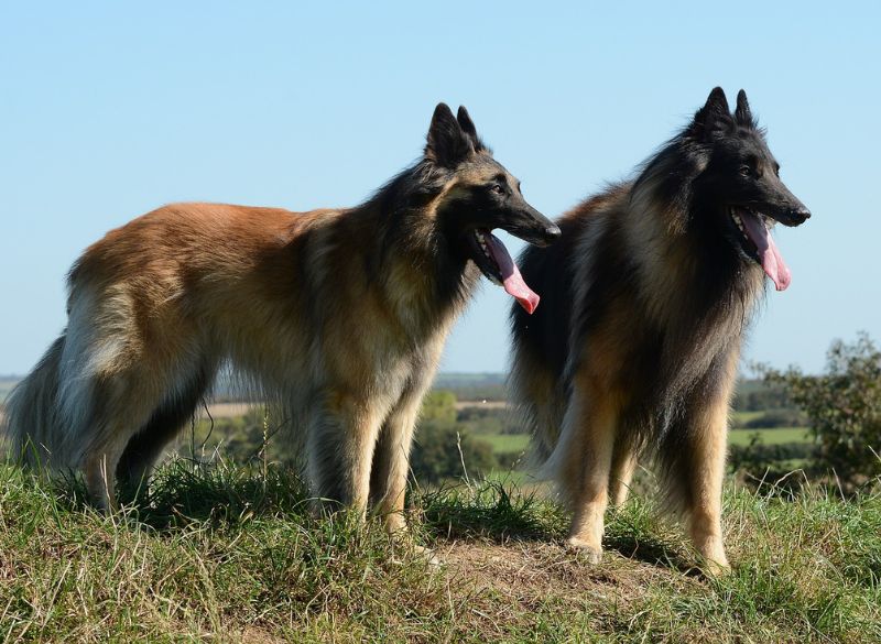 Belgian Tervuren with Rear Dewclaws