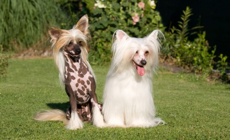 Best Dog Food for Chinese Crested Dogs