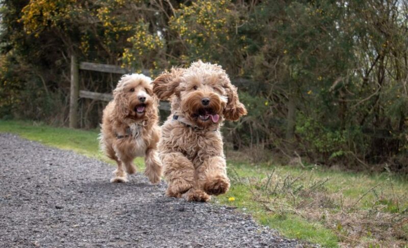 Best Dog Food for Cockapoos Delish Dishes for Your Curly-Haired Companion