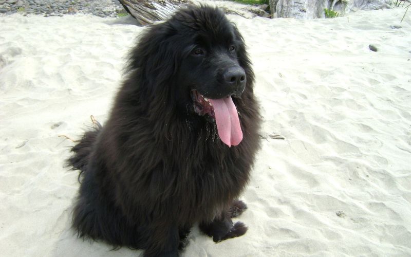 Black Newfoundland on snow