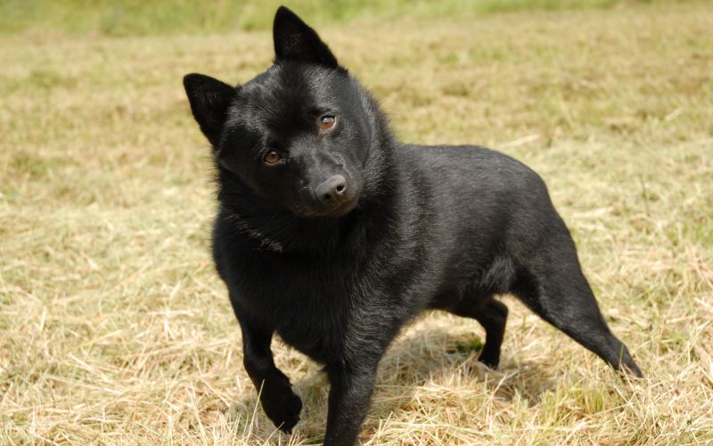 Black Schipperke on grass