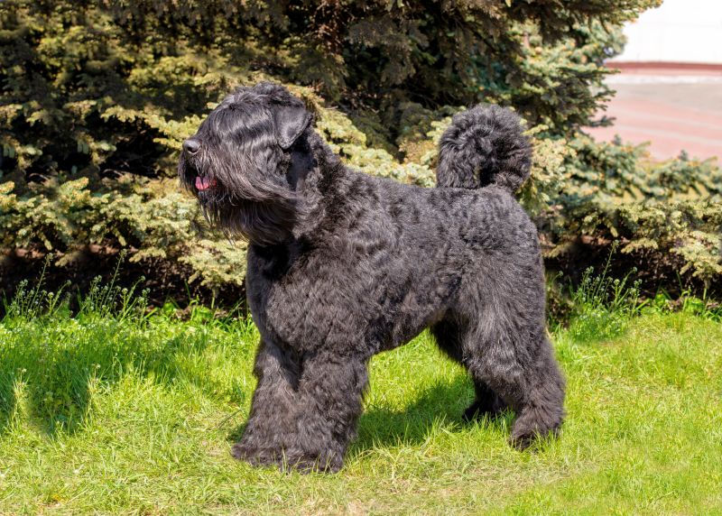 Bouvier des Flandres rear dewclaws