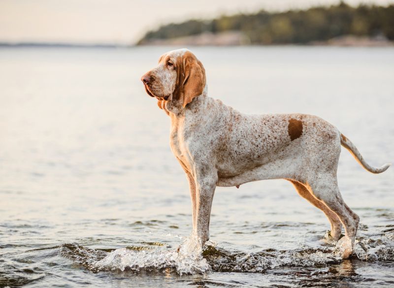 Bracco Italiano with Rear Dewclaws