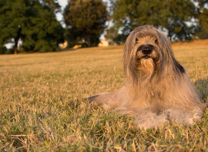 Catalonian Sheepdog with Rear Dewclaws