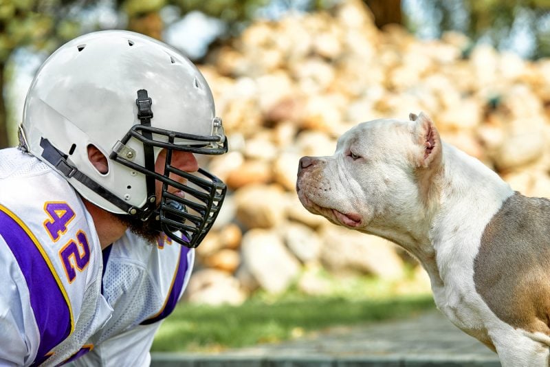 Celebrate sports with your pet