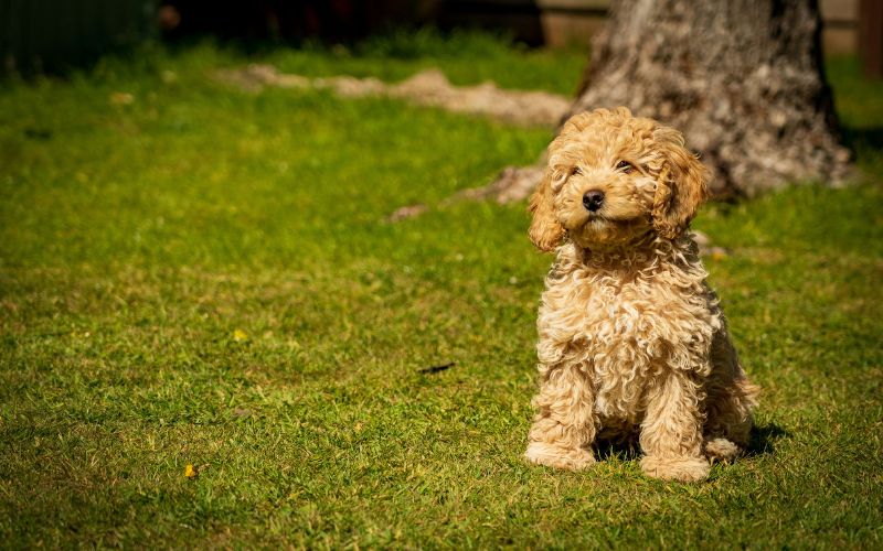 Choosing Food for Your Cockapoo: Molding a Meal Plan With Care