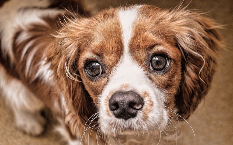 Cute Cavalier King Charles Spaniel