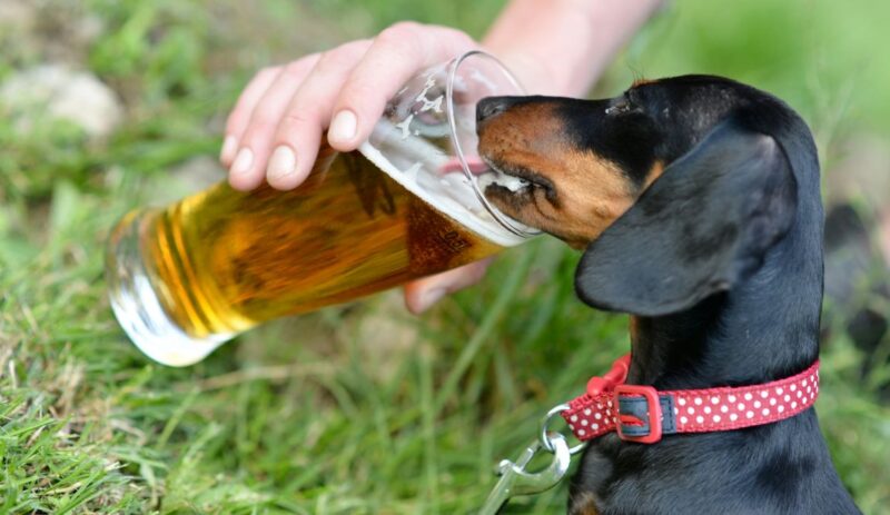 DIY Dog Beer