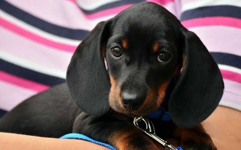 Dachshund puppy being carried