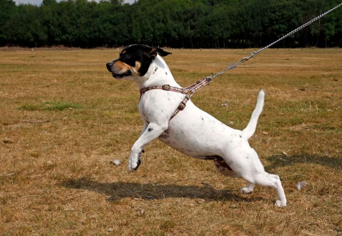 Heavy Duty Dog Leash