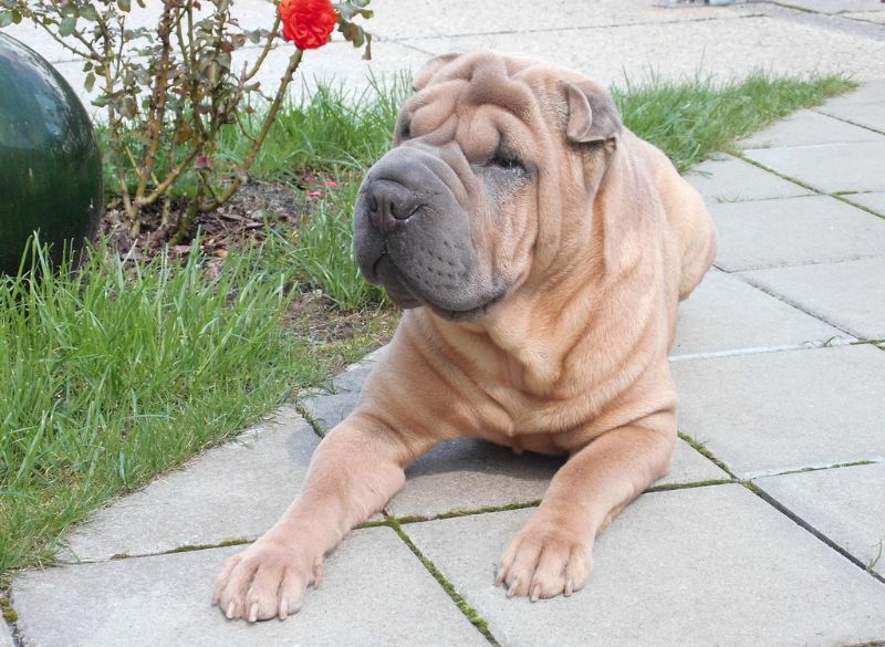 Best food dog for Shar Pei