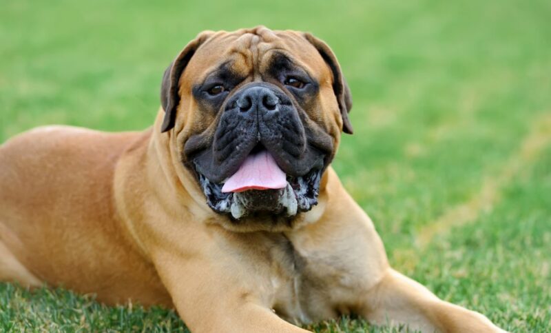 Best Dog Food for Mastiff