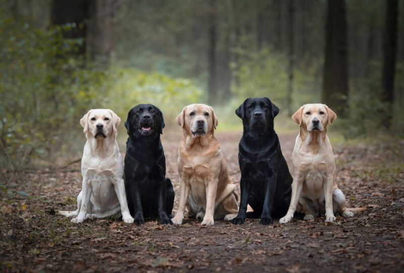 labrador retrievers