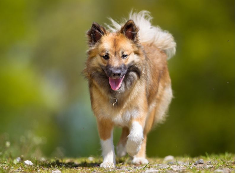 Icelandic Sheepdog with Rear Dewclaws