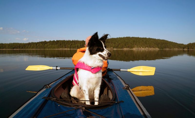 best kayaks for dogs