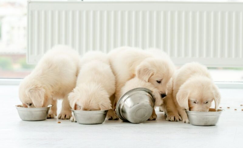 large breed puppy food