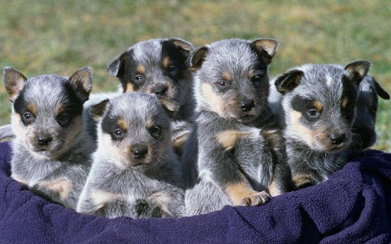 List of Best Foods for Australian Cattle Dogs