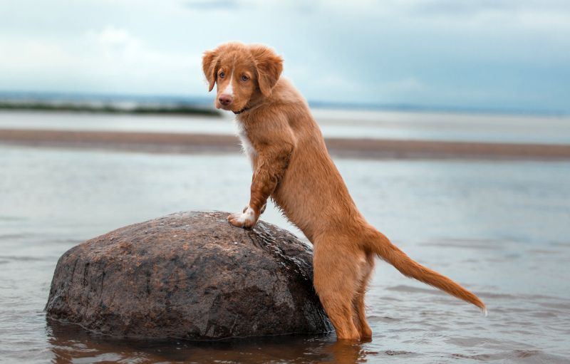 Nova Scotia Duck Tolling Retriever