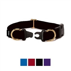 Best Breakaway Dog Collar