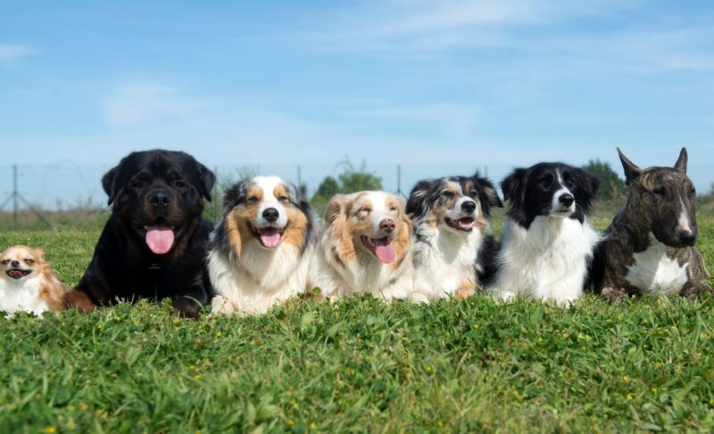 Best Behaved Dog Breeds