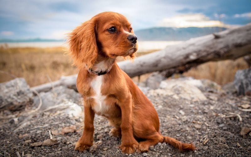 Puppy looking away