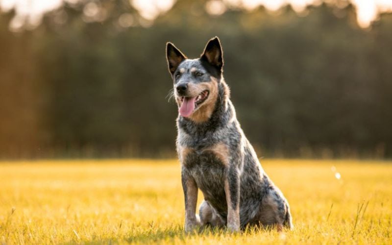 Questions About Best Dog Food for Australian Cattle Dogs