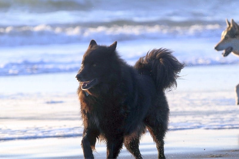 Swedish Lapphund rear dewclaws