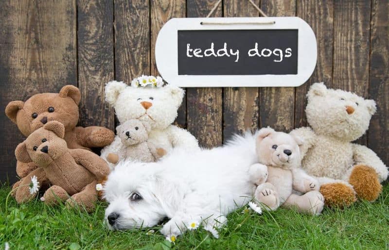 teddy bear dog breeds