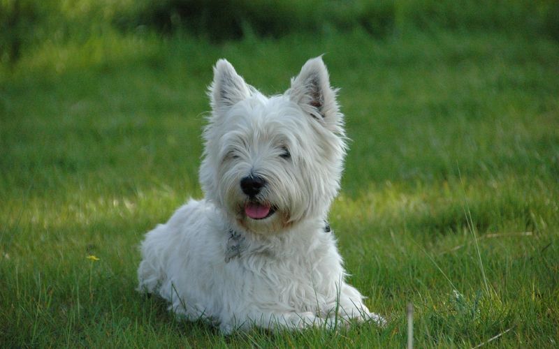 West Highland White Terrier on grass