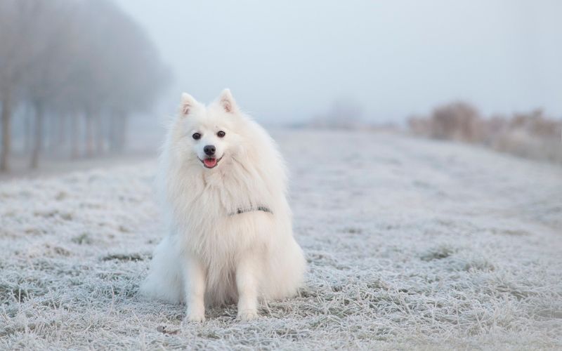 White fluffy dog on snowy grass