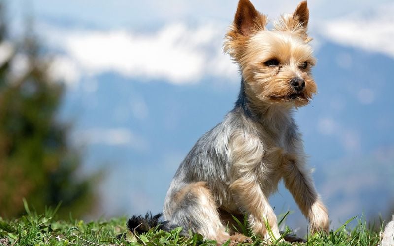 Yorkshire Terrier looking away