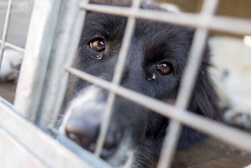 adopting puppy mill dog