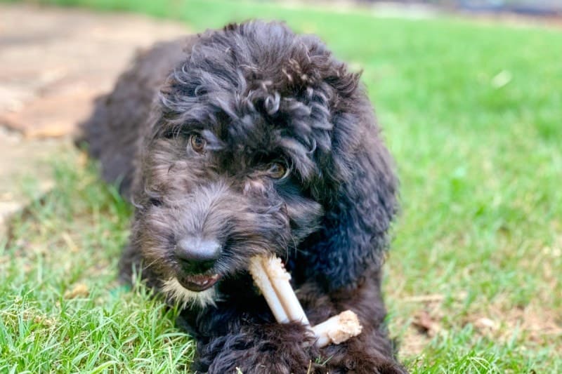 aussiedoodle dog food questions