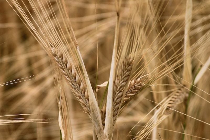 barley