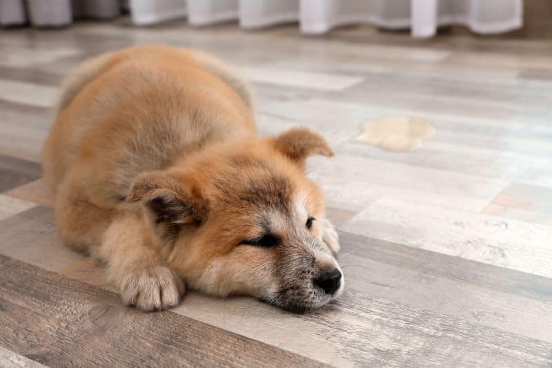 Incontinent dogs need waterproof beds