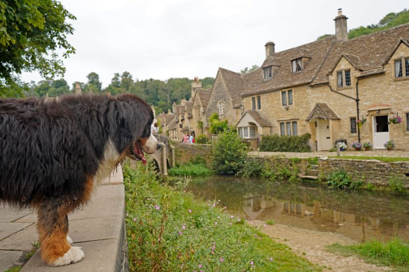 Bernese mountain dog origin