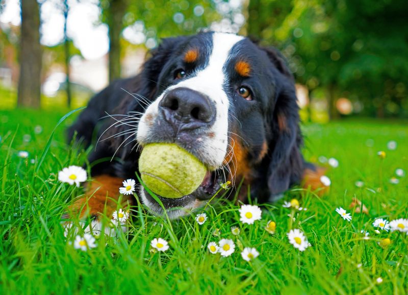 Bernese Mountain Dog's Personality