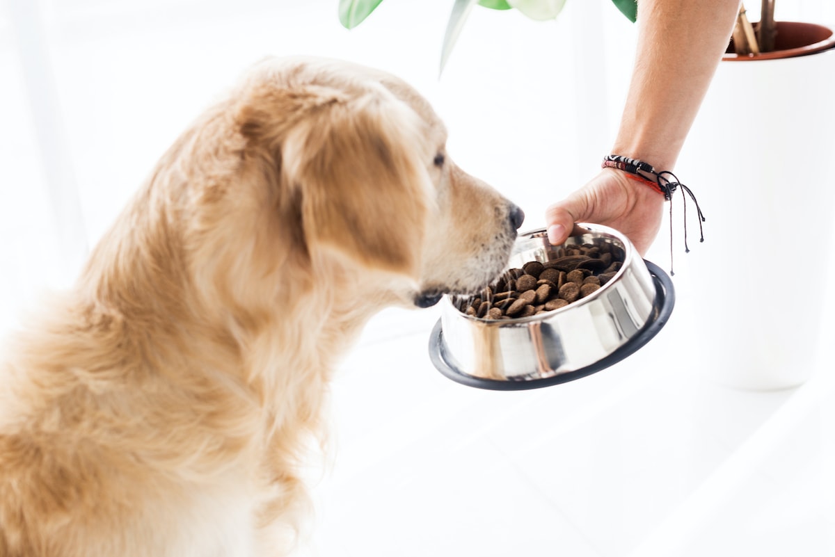 best-budget-dog-food