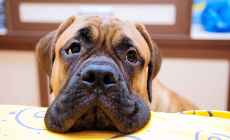 best bullmastiff dog foods