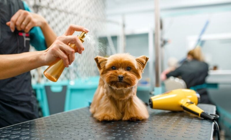 detangler sprays for dogs