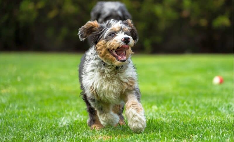 Best Dog Foods for Bernedoodles