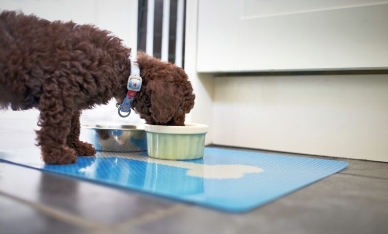 Best Dog Foods for Poodles