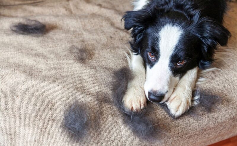 dog foods that help shedding