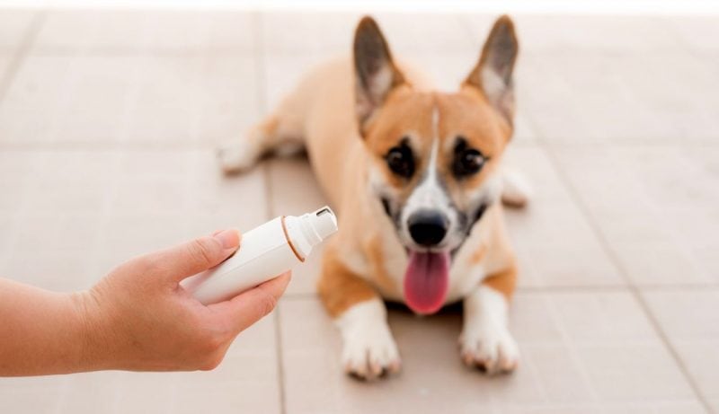 Best Gadgets for Dogs